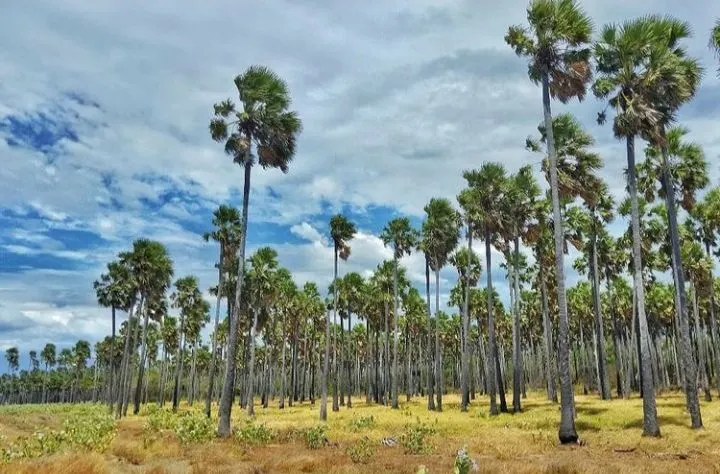Taman Wisata Baluran.