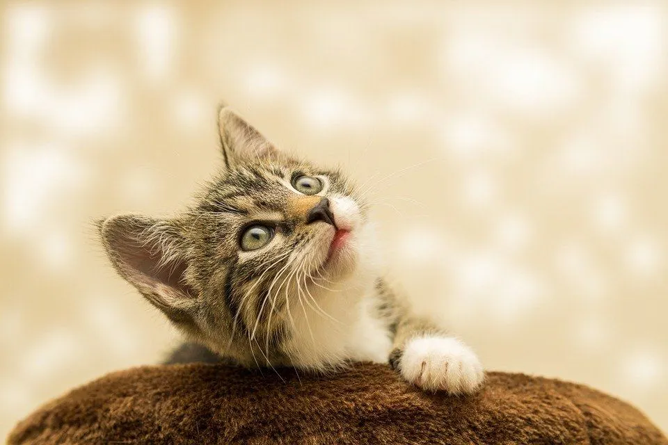 Kucing