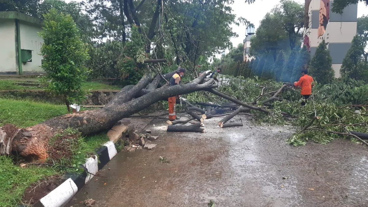 Petugas BPBD Kabupaten Bogor saat melakukan penanganan bencana pohon tumbang. (Dok BPBD)
