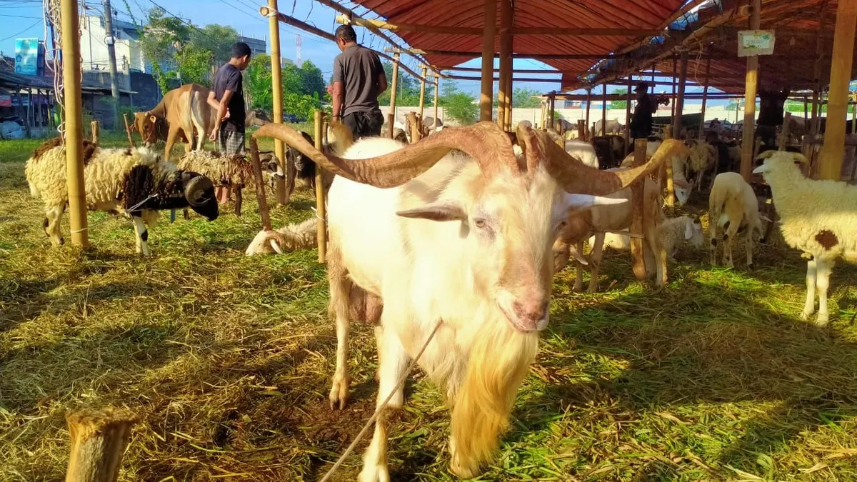 Ini dia bacaan doa saat menyembelih hewan kurban saat Idul Adha yang lengkap dengan tulisan Arab, latin, arti dan urutannya.