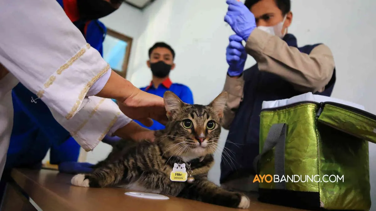Kegiatan vaksinasi rabies hewan peliharaan pada kucing