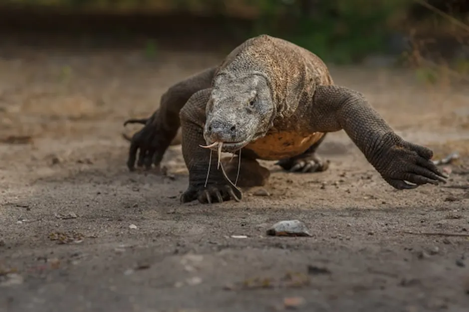 Tiket masuk ke Pulau Komodo naik hingga 25 kali lipat dari harga sebelumnya menjadi Rp3,75 Juta./ Freepik