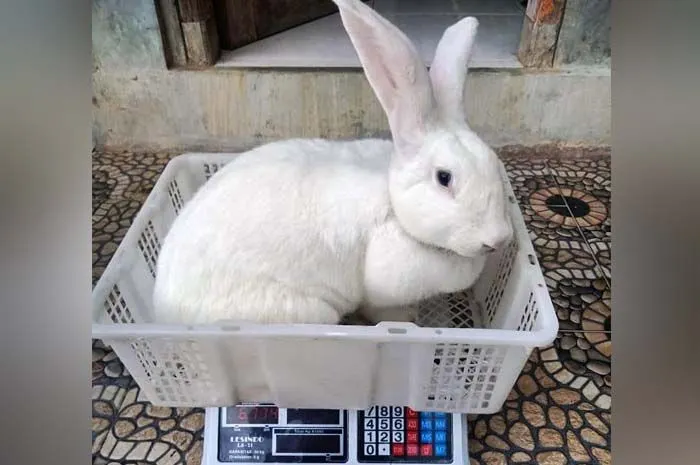 Fakta Kelinci Flemish Giant yang Ada di Indonesia, Ternyata Berasal dari Belgia