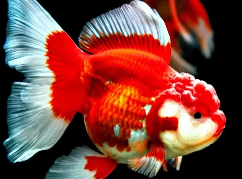 Tak Hanya Manusia, Ikan Juga Puasa Lho! Berikut Manfaatnya yang Harus Kamu Ketahui