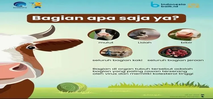 Organ bagian sapi yang harus dihindari saat wabah PMK