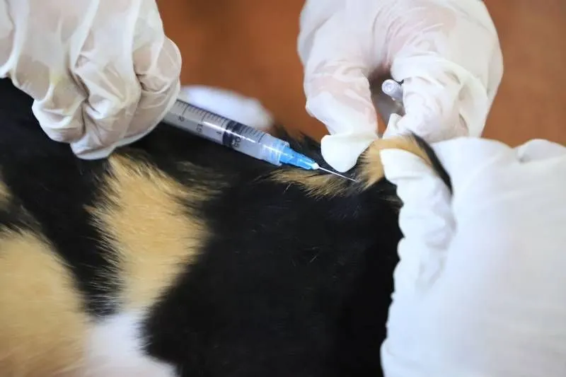Penyuntikan vaksinasi rabies gratis