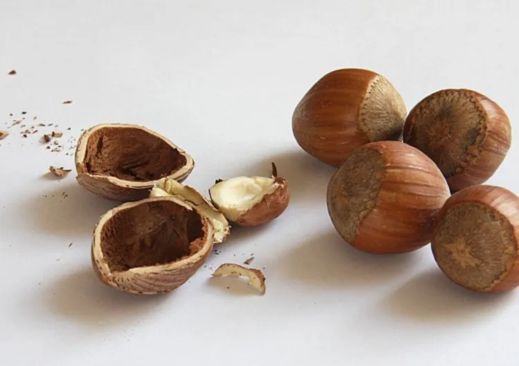 Manfaat kemiri bagi kesehatan (Canva / Nabila)