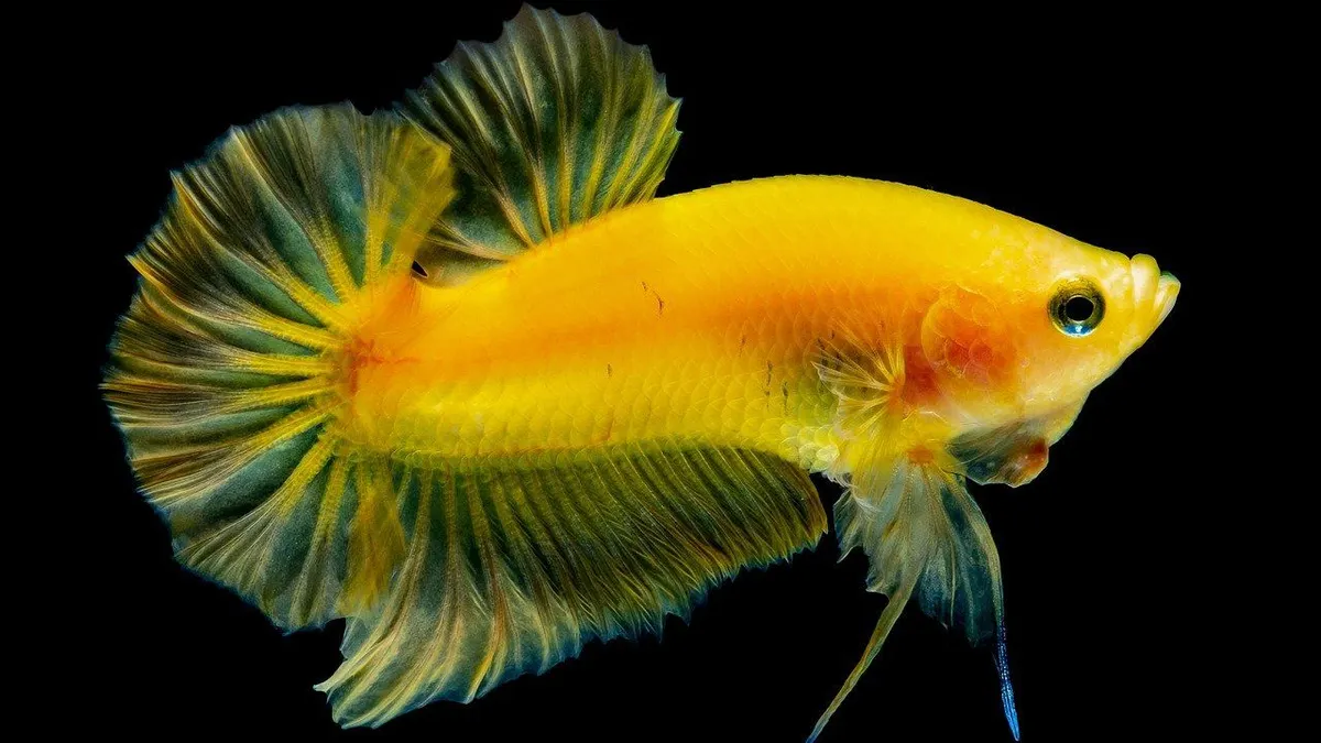 Ilustrasi ikan cupang