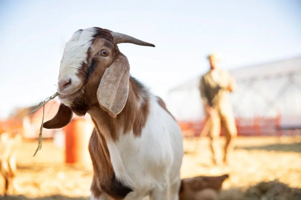 Daftar harga sapi, kambing, dan domba qurban Idul Adha 2022.