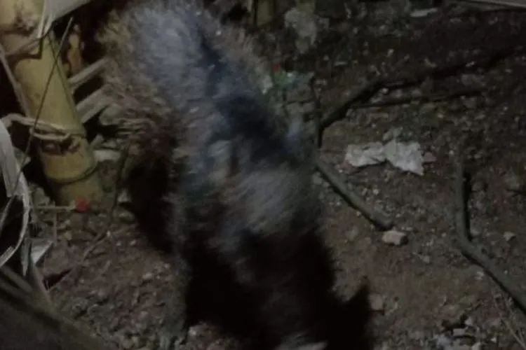 Warga Sawangan Depok berhasil menangkap babi yang diduga babi ngepet [Suarabogor.id/ Supriyadi]