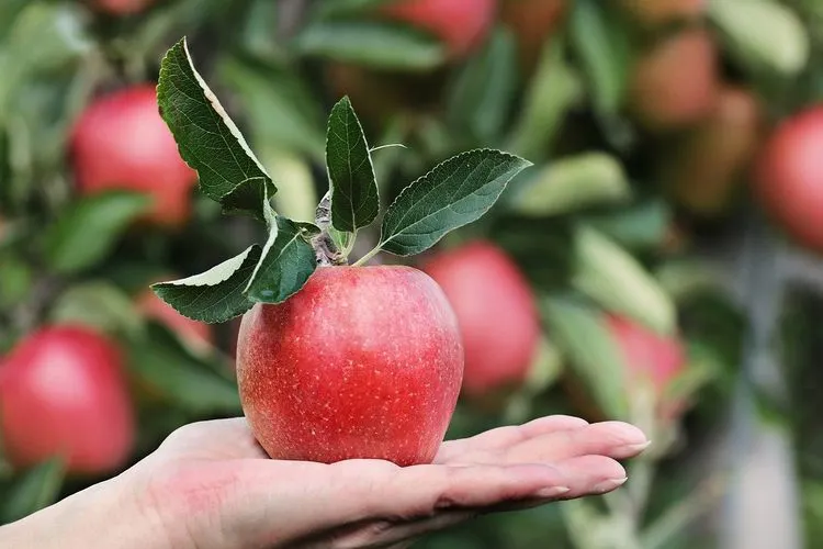 Ilustrasi buah apel / Pixabay