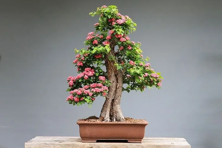 Ilustrasi tanaman bonsai / dok. Pixabay