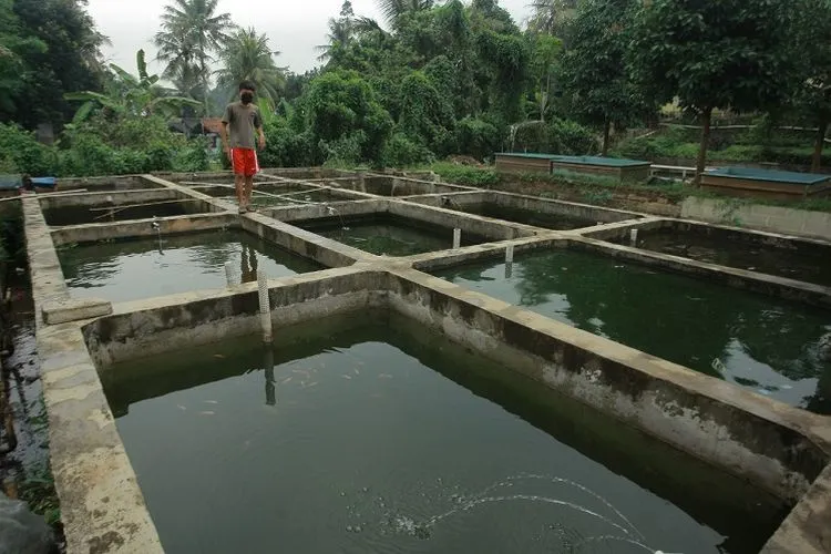 Dinas Peternakan dan Perikanan Kabupaten Bogor, siapkan dana segar demi mendorong potensi ikan cupang di Kabupaten Bogor (ilustrasi)/ayobogor/yogi faisal.