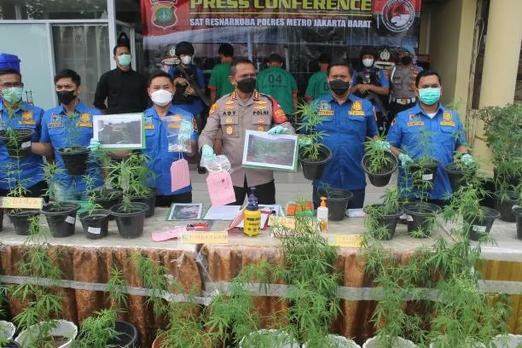 Satnarkoba Polres Metro Jakarta Barat Bongkar Kebon Ganja Hidroponik di Brebes Jawa Tengah