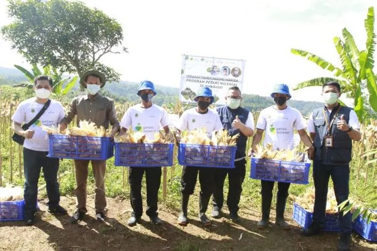 bank bjb Dukung Kesejahteraan Petani Jagung Lewat KUR Petani Milenial