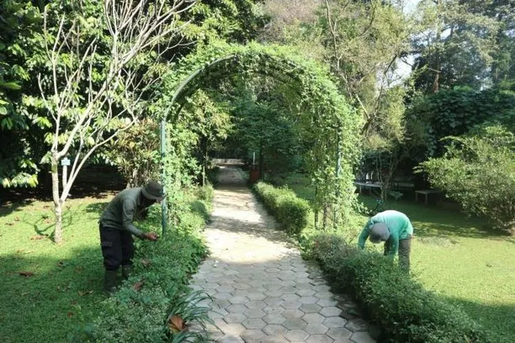 Petugas Kebun Raya Bogor saat melakukan perawatan terhadap sejumlah pohon dan tanaman. (Yogi Faisal)