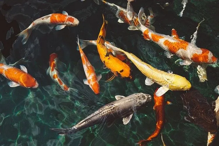 Ikan Koi / Pixabay