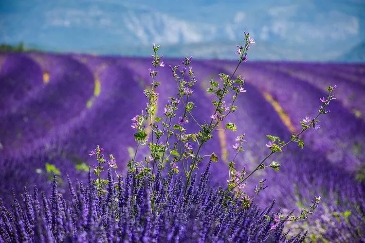 Bunga lavender / Pixabay