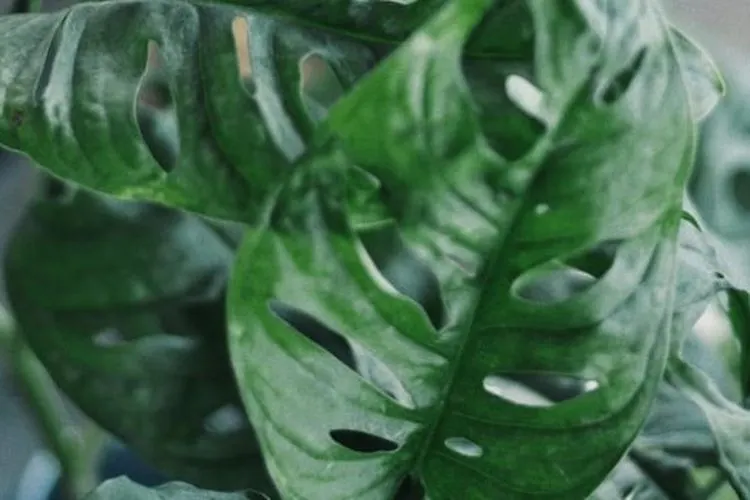 Tanaman hias janda bolong / Unsplash