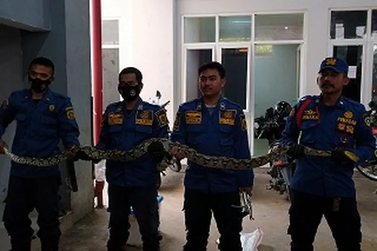 Komandan Regu 1 Rescue Dinas Pemadam Kebakaran (Damkar) Kabupaten Bogor Arman Riyanto, saat menunjukkan ular piton hasil rescue di permukiman warga. (Ayobogor/Yogi  Faisal)
