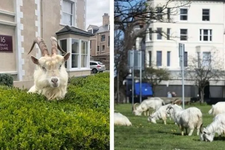 Kawanan kambing menyerbu kota di Inggris (Twitter).