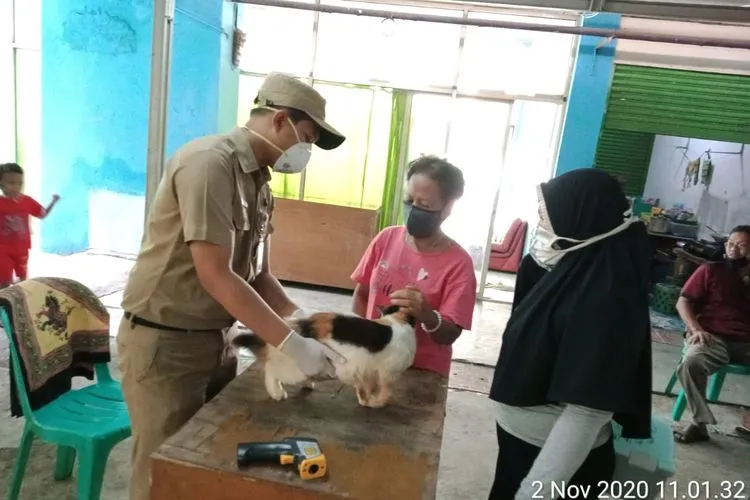 Kucing tengah divaksin Tim KPKP Jakarta Utara/dok: utara.jakarta.go.id