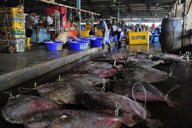 [ilustrasi] Ikan segar di Pasar Ikan Modern Muara Baru, Penjaringan, Jakarta Utara, 100 persen terbebas dari formalin. (ist)