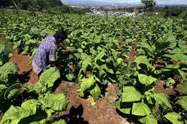 Petani Tembakau Ikut Terkena Imbas Covid 19/istimewa