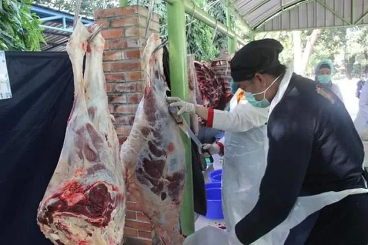 ilustrasi daging kurban/ dok Kementan