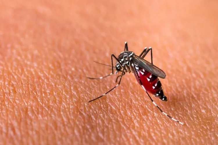 11 orang meninggal karena emam berdarah dengue di Kabupaten Cirebon. (dok)