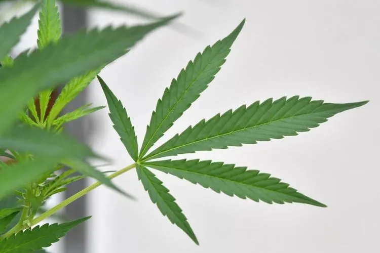 Sebagai ilustrasi, pohon ganja. shutterstock