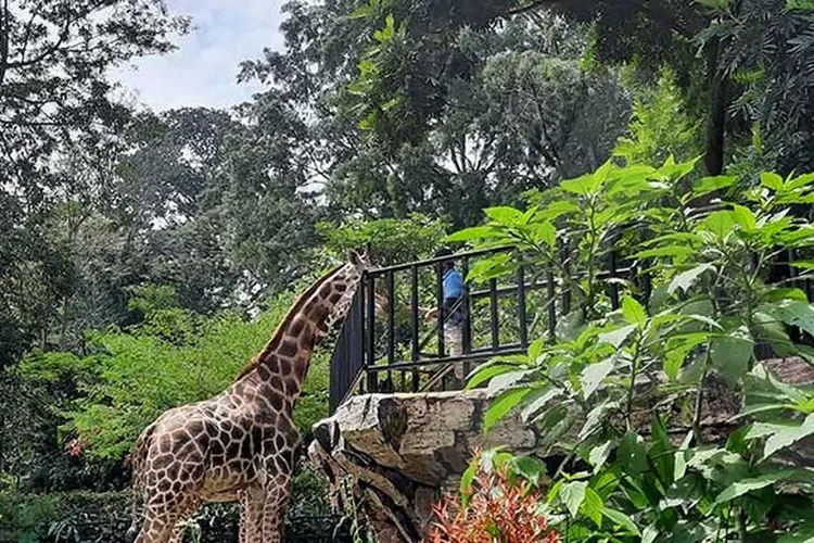 Selama pandemi Covid-19, Bandung Zoo dinyatakan tutup sementara. (Ayobandung.com)