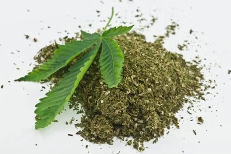 Ilustrasi ganja (mediaindonesia.com)