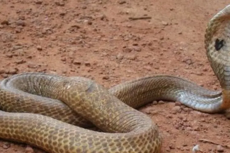Raja cobra/JPNN