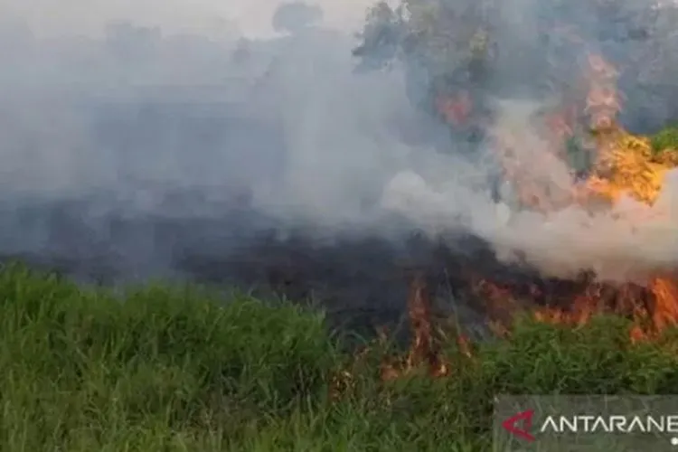 Salah satu titik kebakaran lahan di Penajam Paser Utara, Kalimantan Timur/Antara