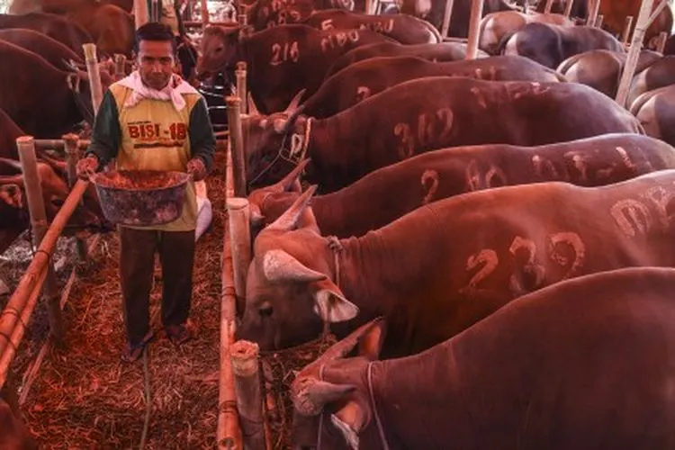 Penjual hewan kurban memberi makan sapi dagangannya di Jakarta, Rabu (10/7/2019). Pemprov DKI Jakarta mengimbau masyarakat agar membeli hewan kurban yang memiliki surat sehat yang dikeluarkan Dinas Ketahanan Pangan, Kelautan, dan Pertanian DKI Jakarta. ANTARA FOTO/Muhammad Adimaja/ama.