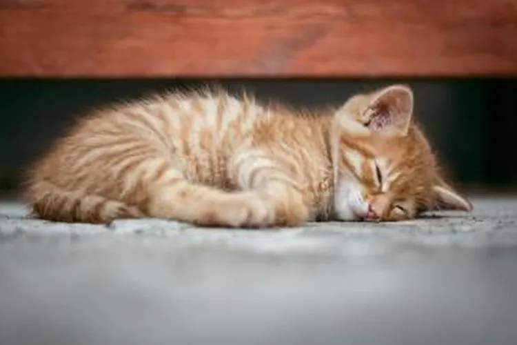 Kucing (pixabay)