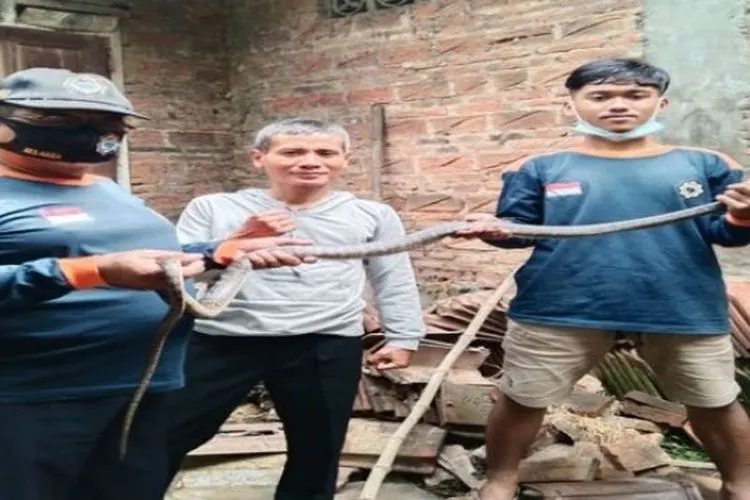 Sukarelawan Kali Samin (Relaksa) Sukoharjo saat mengevakuasi induk ular kobra di rumah milik Purwanto warga RT002 RW 002 Bugel, Kecamatan Polokarto pada Sabtu (2/1/2021). (Istimewa-Relaksa Sukoharjo)