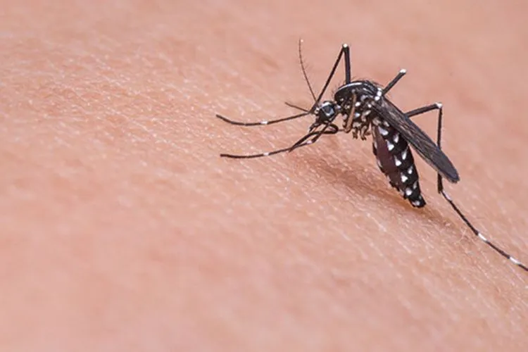 Nyamuk Aedes Aegypti penyebar wabah DBD/Pixabay.com