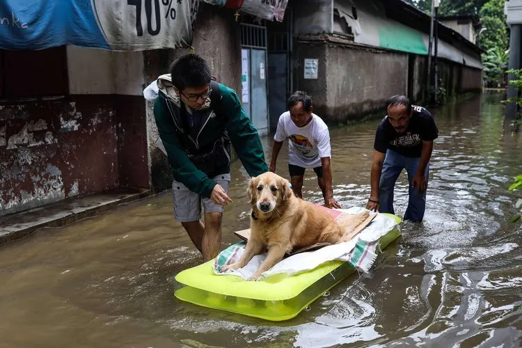 Warga korban banjir di Kelurahan Karet, Semanggi, Jakarta Selatan, mengevakuasi anjing peliharaan saat banjir besar melanda permukiman warga pada Selasa (25/2/2020) kemarin. (Kompas.com/Garry Lotulung)