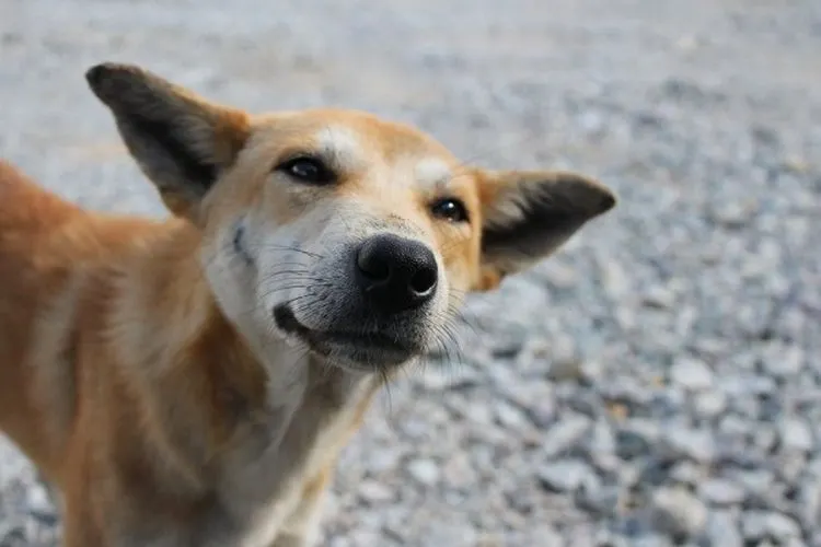 Anjing Liar/Pexels.com