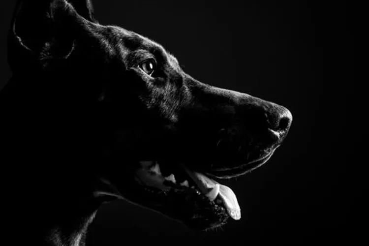 Sebagai ilustrasi, anjing pelacak ditempatkan di  Terminal Bus Jatijajar Depok dan di wilayah perbatasan Bambu Kuning Bojong Gede untuk menghalau para pemudik. shutterstock