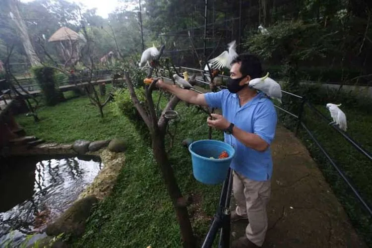 Petugas memberi makan burung di Bandung Zoological Garden, Jalan Tamansari, Kota Bandung, Jumat (24/4/2020). (Ayobandung.com/Irfan Al-Faritsi)