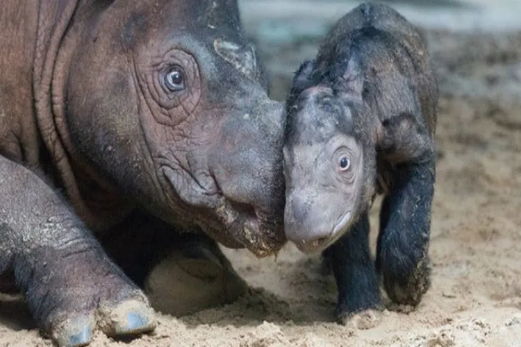 Badak Jawa (KLH)