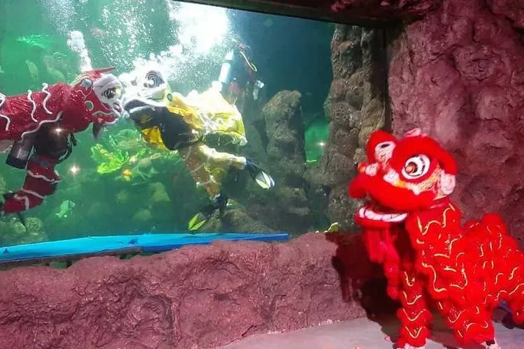 Tepat di Hari Raya Imlek (Sabtu, 25/1/2020), Sea World Ancol akan menampilkan atraksi barongsai di dalam air yang akan berkolaborasi dengan barongsai di darat. (Dok. PT Pembangunan Jaya Ancol/Kompas.com)