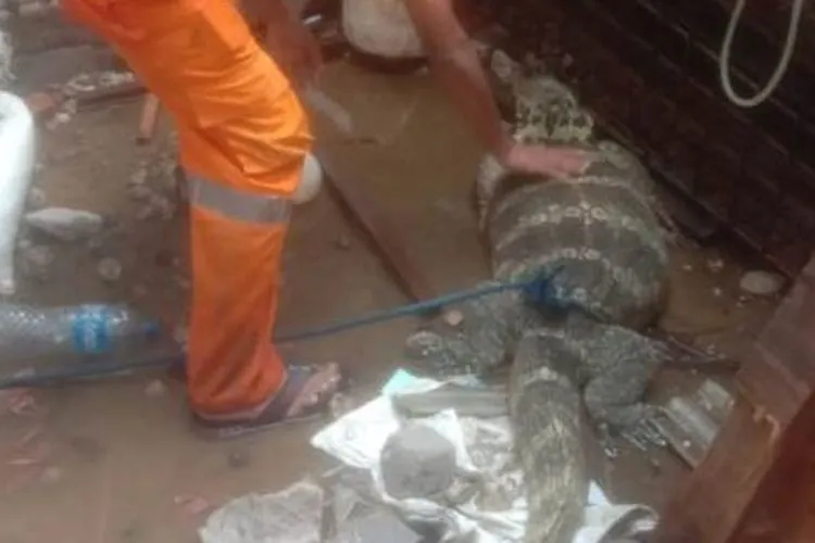 Petugas PPSU Tanah Sereal, Deni, menemukan biawak berukuran sekitar 1,5 meter saat membersihkan sampah saluran air atau got di Jalan Pekapuran 7. (Dok. Pemkot Jakbar)