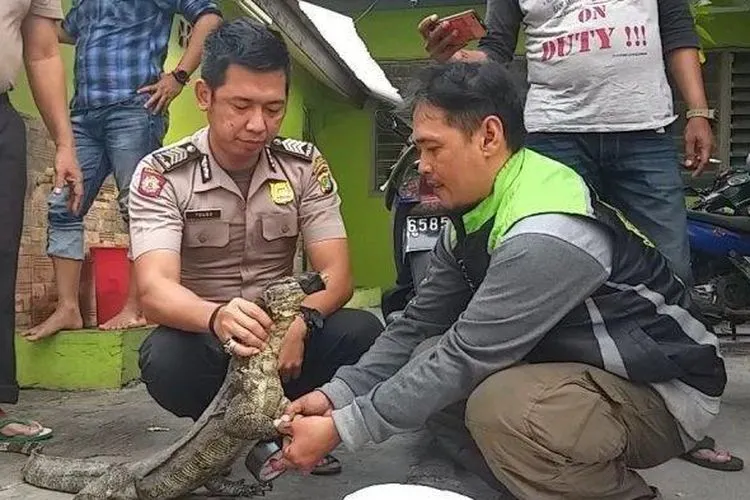 Biawak dua meter masuk ke dalam Mapolsek Jatinegara (Tribunjakarta/Bima Putra)