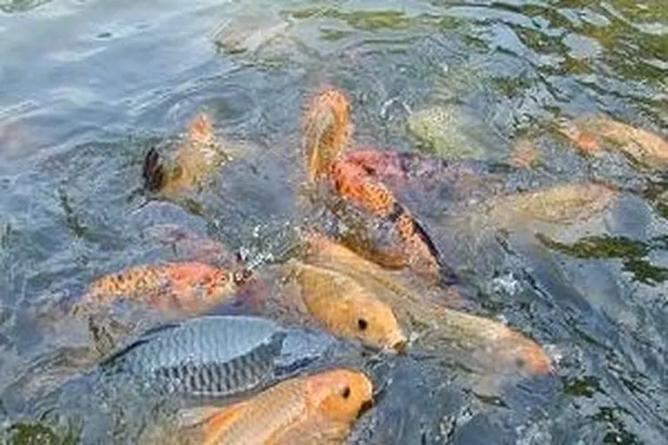 Budi daya ikan (Ilmubudidaya.com)