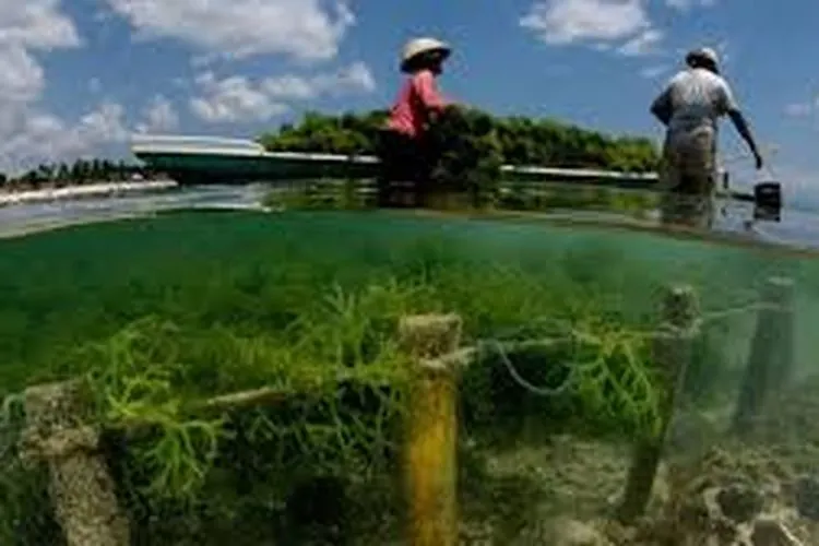 Budidaya rumput laut/Vovword.vn