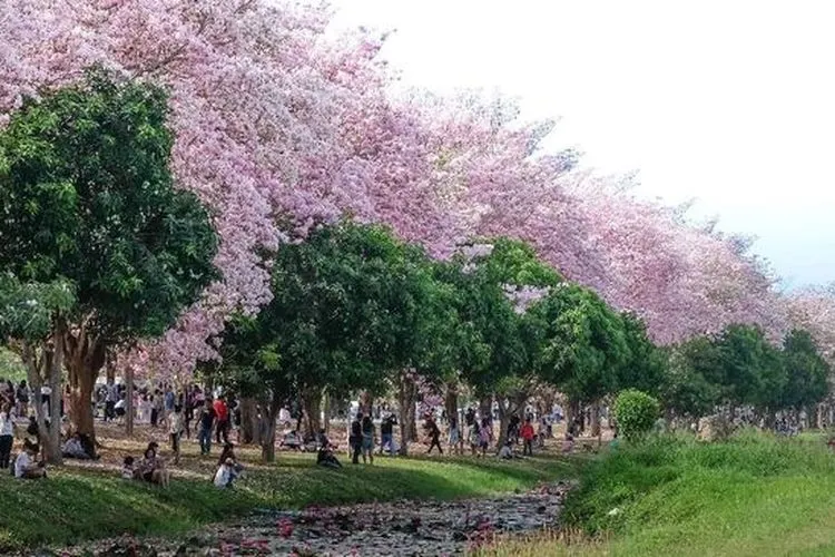Pohon Bunga Tabebuia